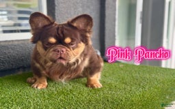 French Bulldog dogs for sale: Bahha - Image 15