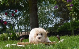 Toy Poodle dogs for sale: Elise - Image 6