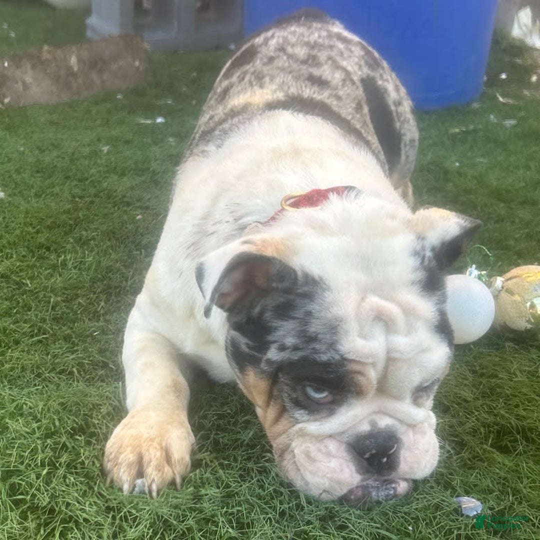 English Bulldog dogs for stud: Gucci - Image 10