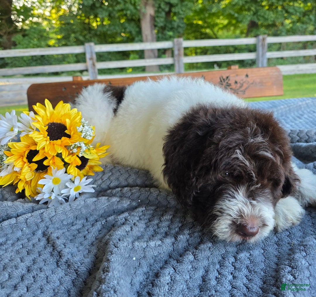 Newfypoo dogs for sale: Bernie - Image 5