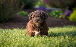 Goldendoodle dogs for sale: Janet - Image 4