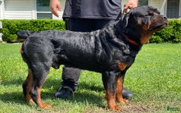 Rottweiler dogs for sale: Grace - Image 3