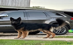 German Shepherd dogs for sale: Nova - Image 7