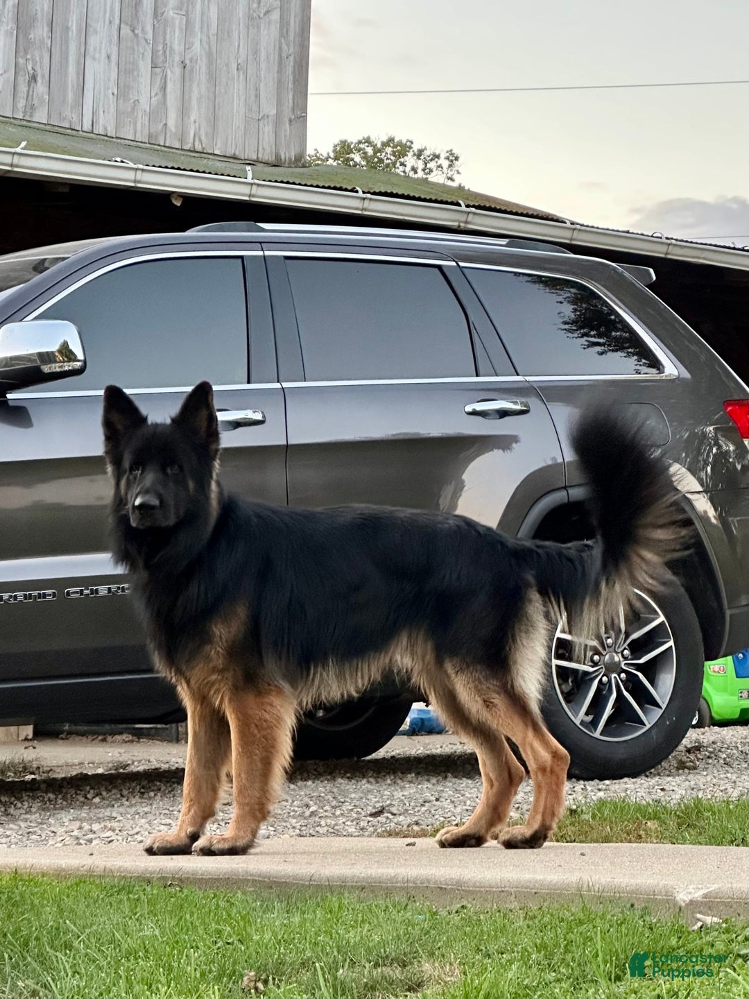 German Shepherd dogs for sale: Nova - Image 7