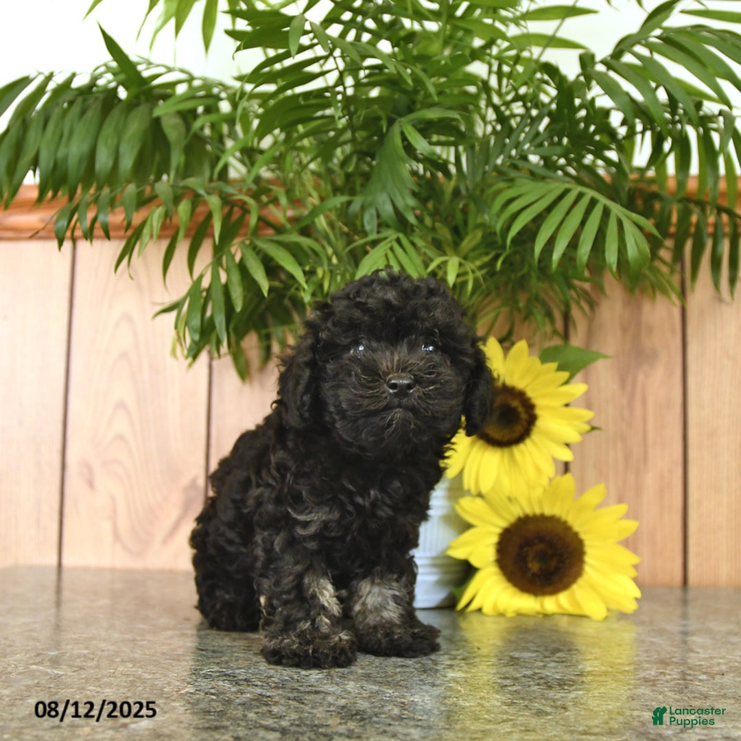 Havapoo dogs for sale: Alex - Image 2