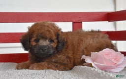 Cockapoo dogs for sale: Spencer - Image 3