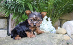 Yorkshire Terrier dogs for sale: Chase - Image 6
