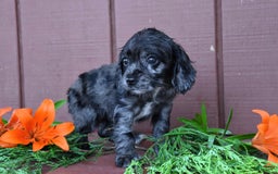 Cocker Spaniel dogs for sale: Dora - Image 1
