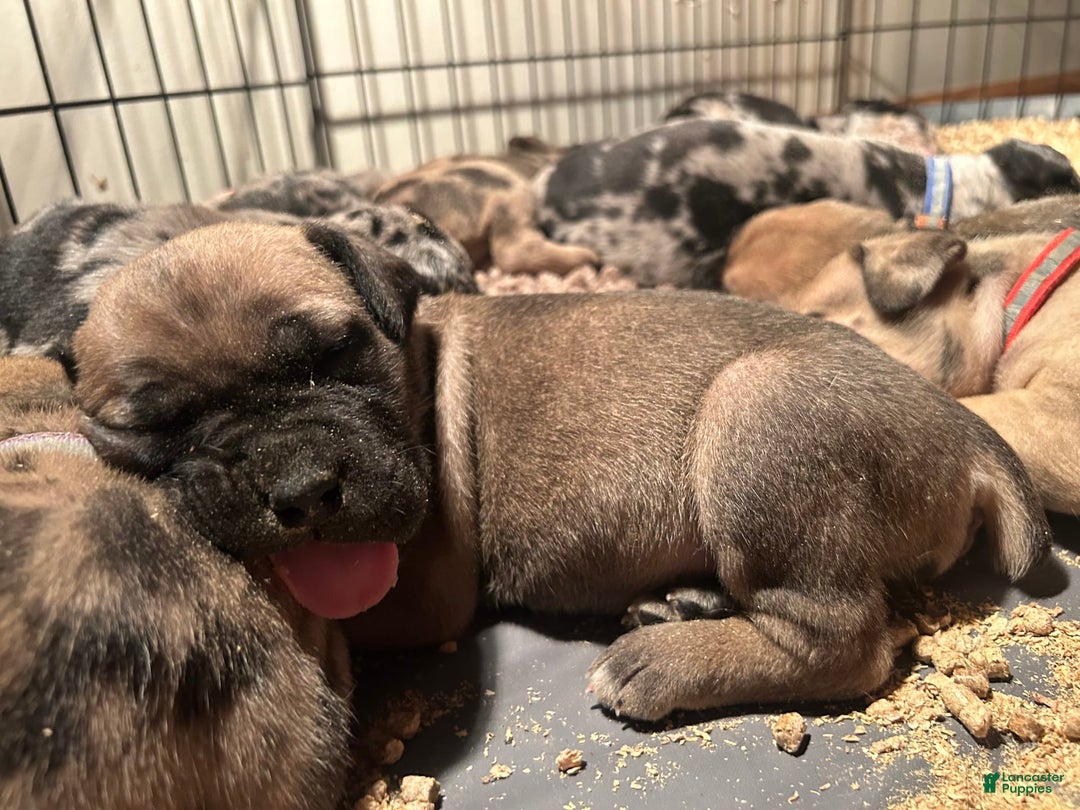 Cane Corso dogs for sale: Mandisa - Image 18
