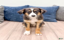 Miniature Australian Shepherd dogs for sale: Fiona - Image 5