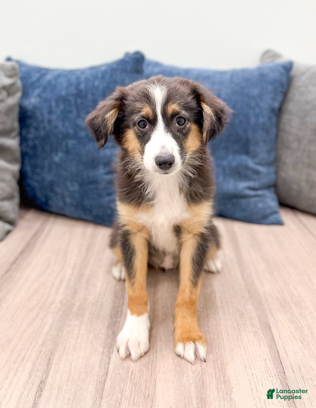 Miniature Australian Shepherd dogs for sale: Fiona - Image 5