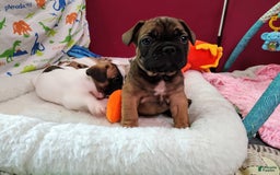 French Bulldog dogs for sale: Apollo Akc 🐾 - Image 22