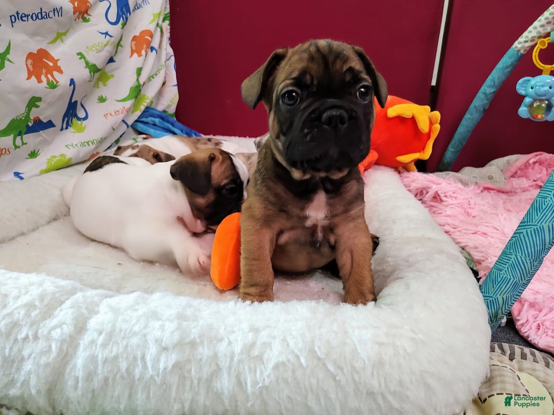 French Bulldog dogs for sale: Apollo Akc 🐾 - Image 22