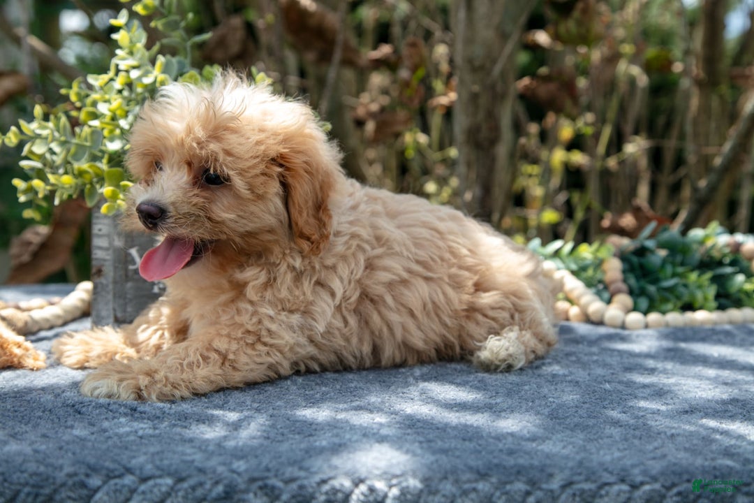 Cavapoo dogs for sale: Susie - Image 3