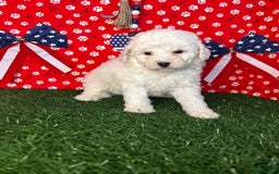 Miniature Poodle dogs for sale: Rainy - Image 1
