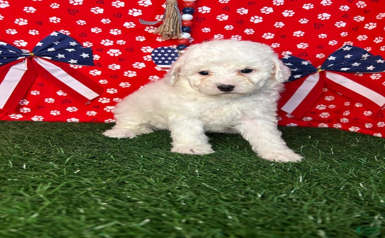 Miniature Poodle dogs for sale - Ad 2