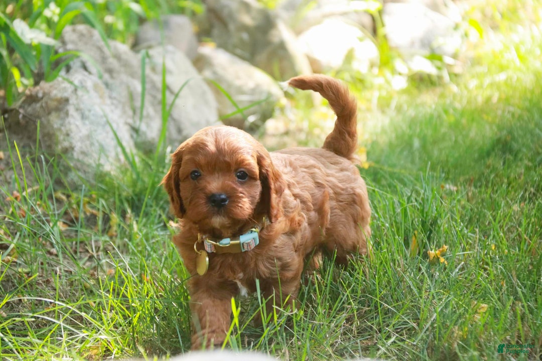 Cavalier King Charles Spaniel dogs for sale: Monty - Image 7