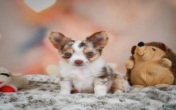 Chihuahua dogs for sale: Romer - Image 8