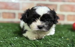 Shihpoo dogs for sale: Shih-Poo 3 puppies - Image 3