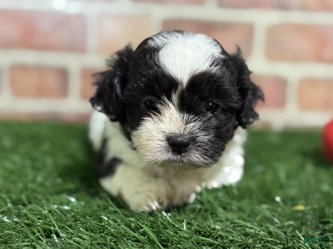 Shihpoo dogs for sale: Shih-Poo 3 puppies - Image 3