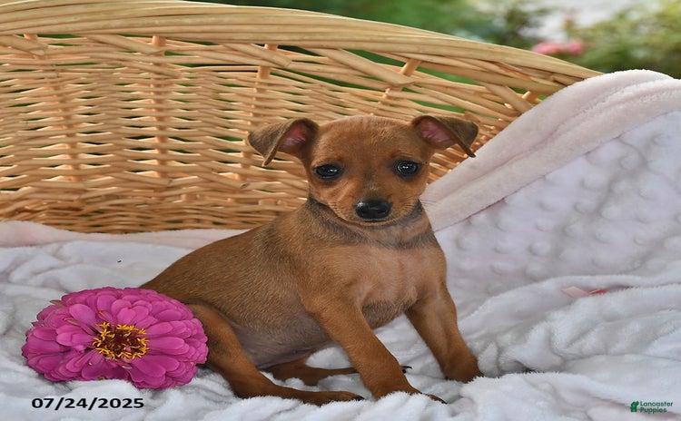Miniature Pinscher dogs for sale - Ad 2