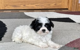 Havanese dogs for sale: Nathan - Image 3