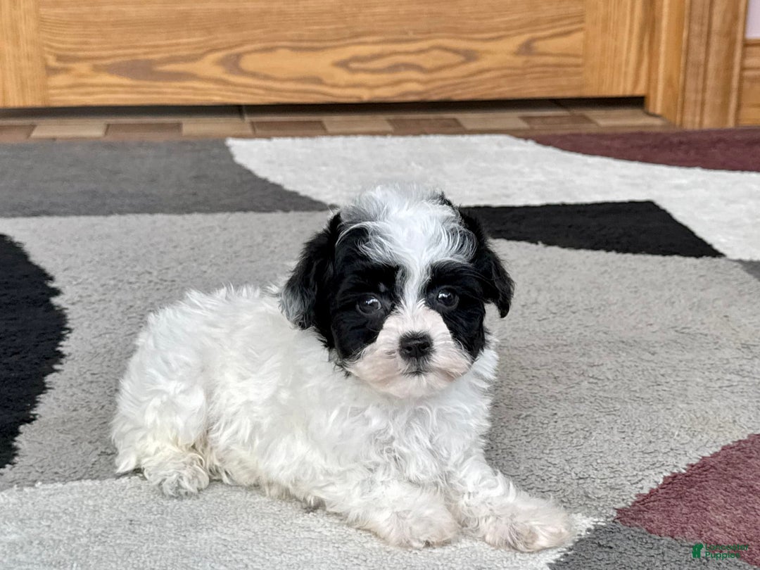 Havanese dogs for sale: Nathan - Image 3