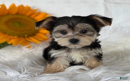 Morkie dogs for sale: Lillian - Image 2