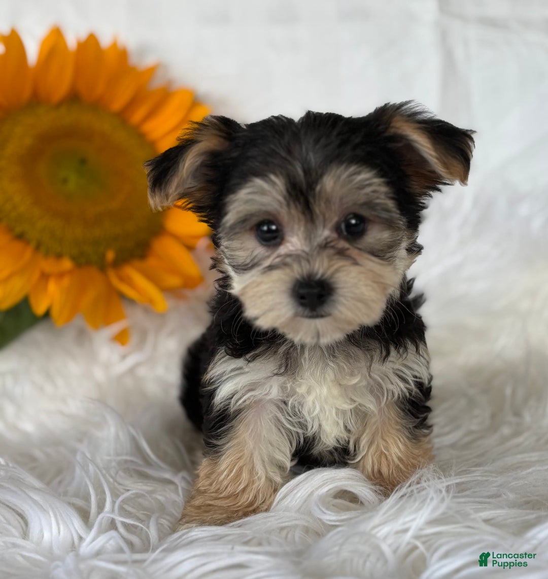 Morkie dogs for sale: Lillian - Image 2