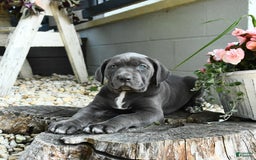 Cane Corso dogs for sale: Sally - Image 1