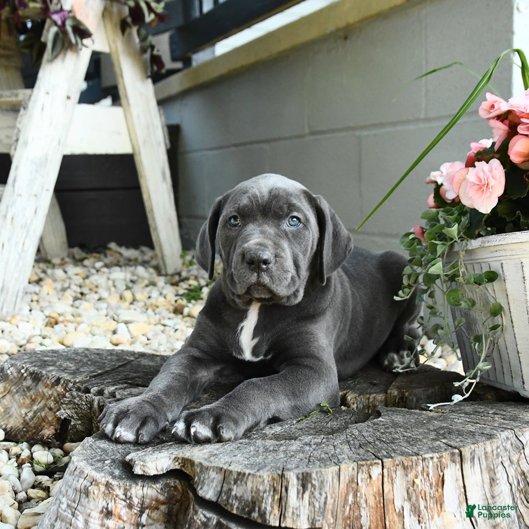 Cane Corso dogs for sale: Sally - Image 1