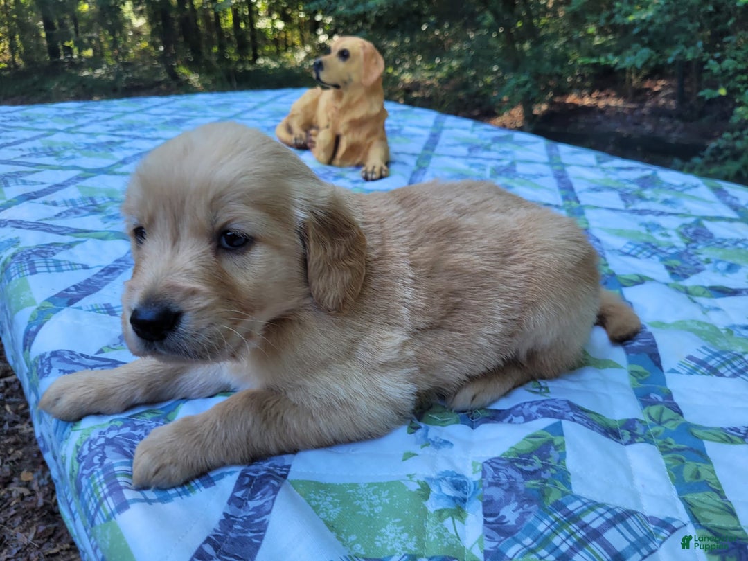 Golden Retriever dogs for sale: SHELLY - Image 3