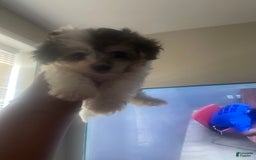 Maltese dogs for sale: No Name - Image 4