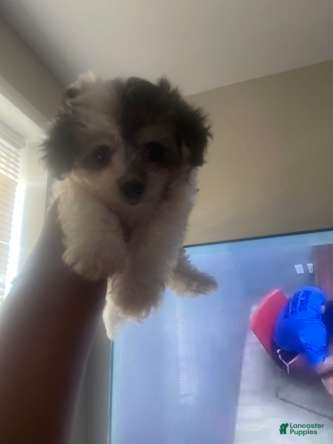 Maltese dogs for sale: No Name - Image 4