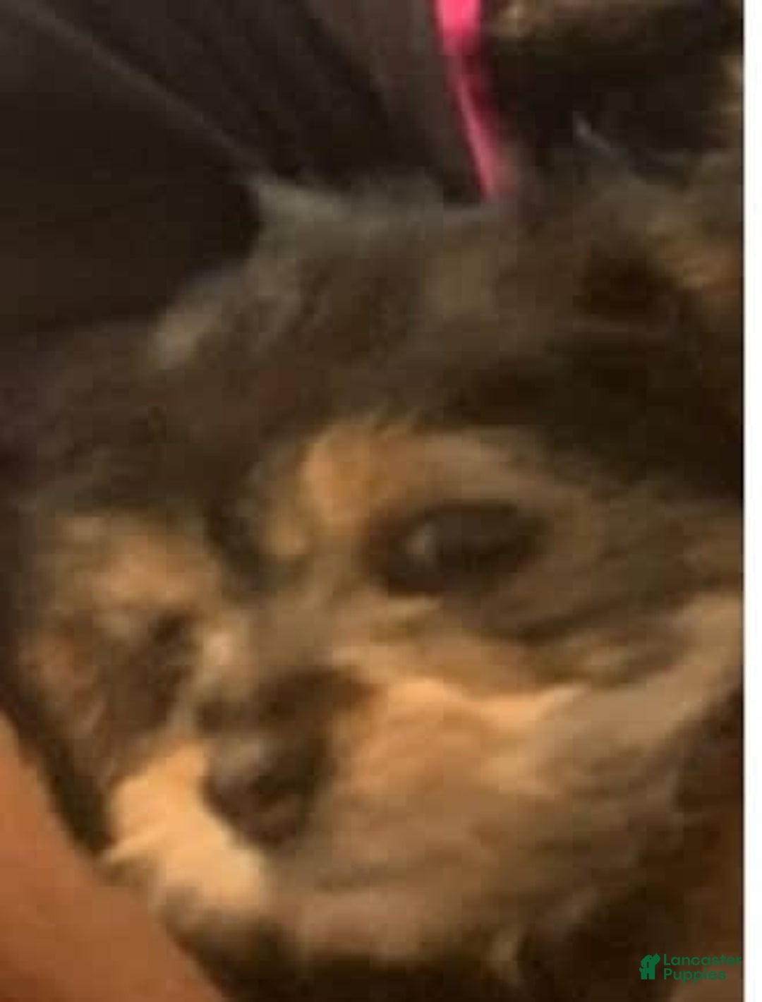Yorkshire Terrier dogs for sale: George - Image 1
