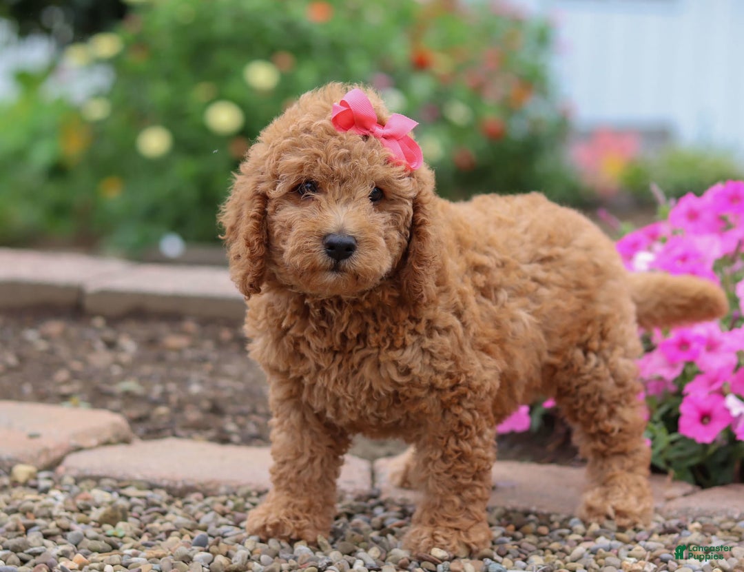 Mini Goldendoodle dogs for sale: Marble - Image 3