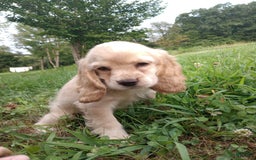 Cocker Spaniel dogs for sale: Marshmallow - Image 17