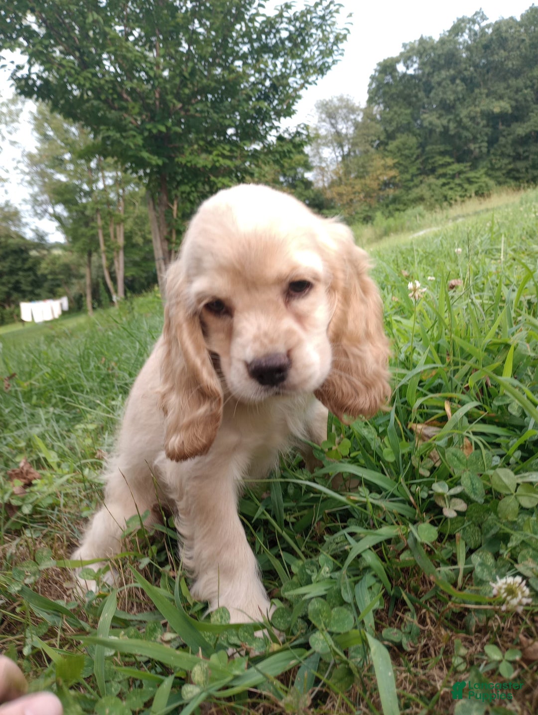Cocker Spaniel dogs for sale: Marshmallow - Image 17