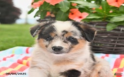 Welsh Corgi Pembroke dogs for sale: Tonto - Image 4