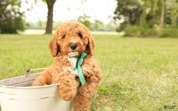 Mini Goldendoodle dogs for sale: Thunder - Image 1