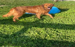 Golden Retriever dogs for sale: King - Image 6