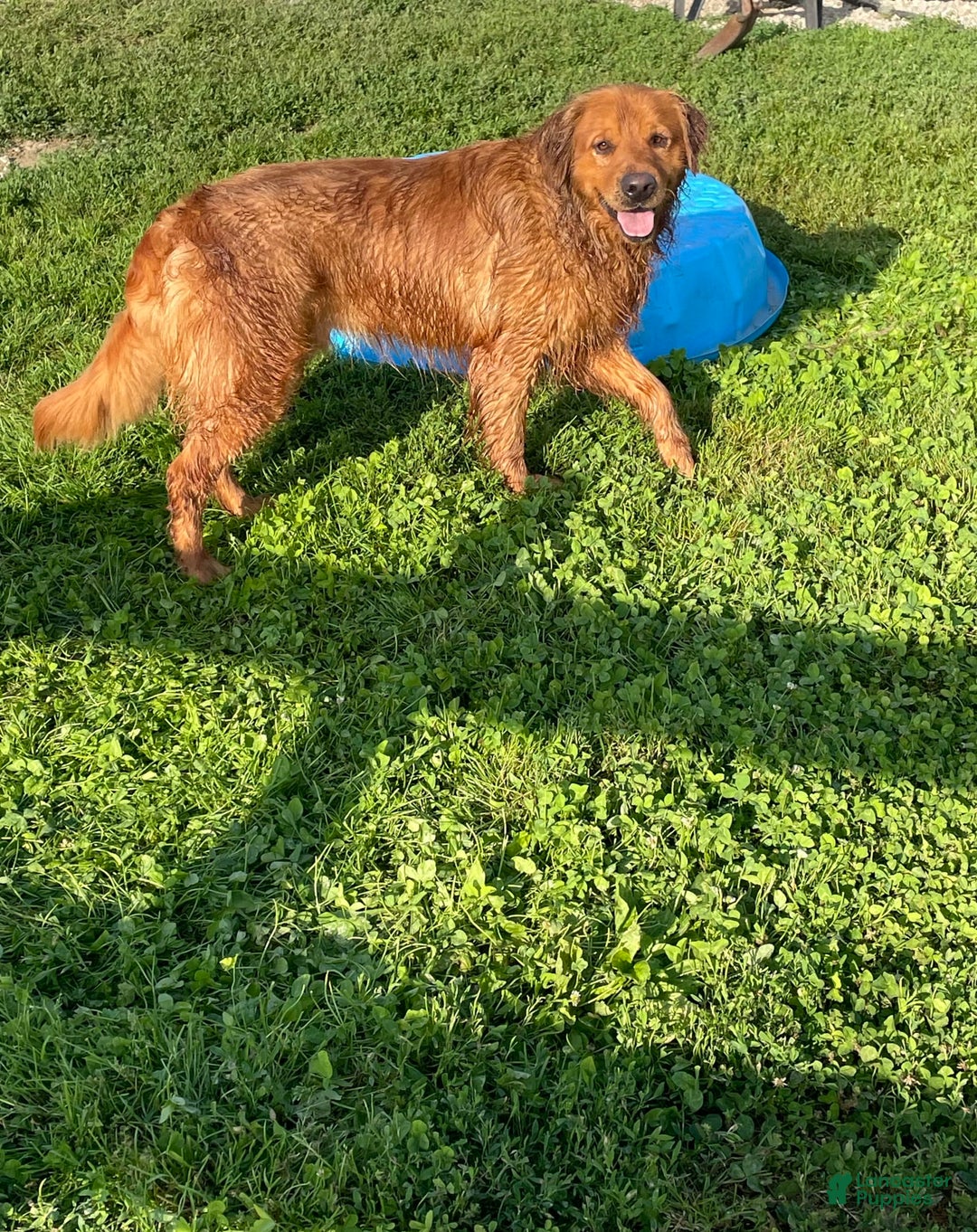 Golden Retriever dogs for sale: King - Image 6