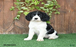 English Springer Spaniel dogs for sale: Olivia - Image 1