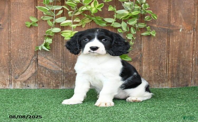 English Springer Spaniel dogs for sale - Ad 4