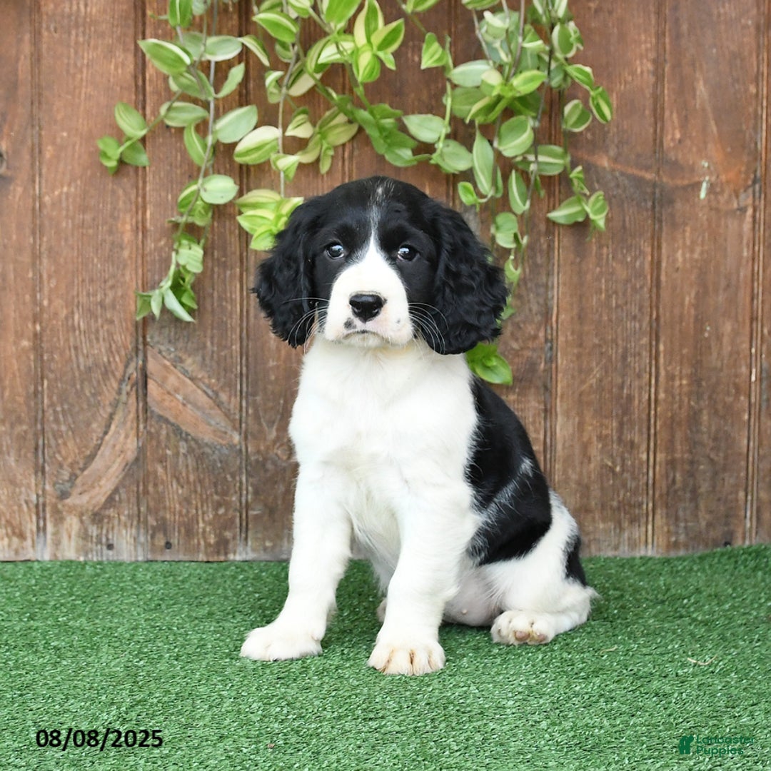 English Springer Spaniel dogs for sale: Olivia - Image 1