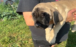 English Mastiff dogs for sale: Peanut - Image 8