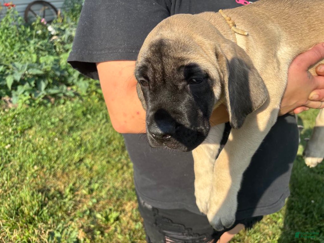 English Mastiff dogs for sale: Peanut - Image 8