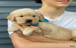 Golden Retriever dogs for sale: Mary - Image 2