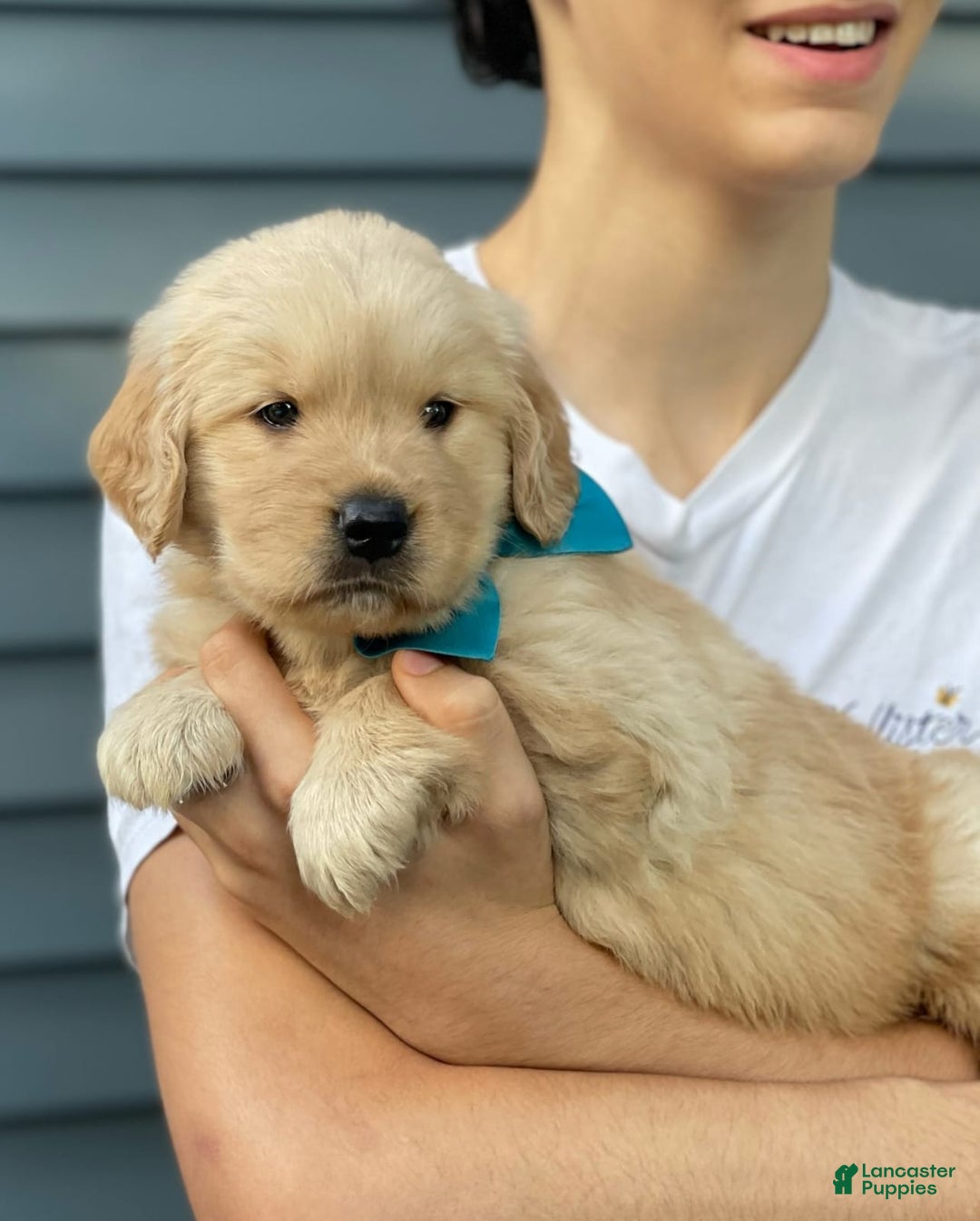 Golden Retriever dogs for sale: Mary - Image 2