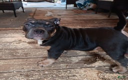 American Bully dogs for sale: Orange Col - Image 7
